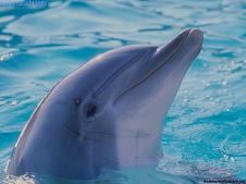 709-delfin.jpg